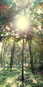 Sunlight streaming through trees in forest