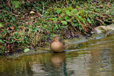 Duck in water