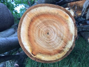 Close-up of logs in forest