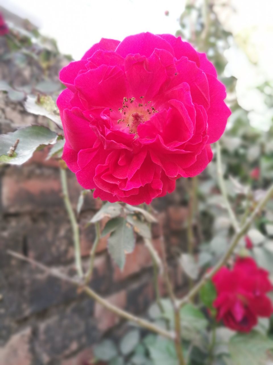 plant, flower, flowering plant, beauty in nature, freshness, petal, close-up, inflorescence, fragility, flower head, rose, pink, nature, garden roses, growth, focus on foreground, red, no people, day, outdoors, plant part, leaf, rose - flower, springtime, blossom