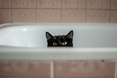 Portrait of black cat in bathroom