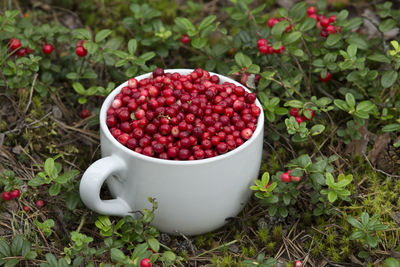 Close-up of berries in cup by plant