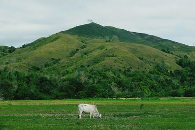 Horse grazing on field against sky