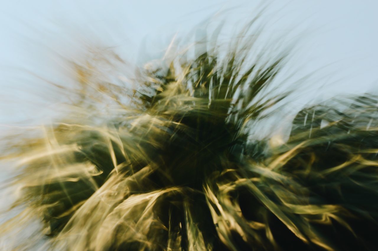 close-up, nature, growth, plant, outdoors, day, beauty in nature, no people, grass, sky, freshness