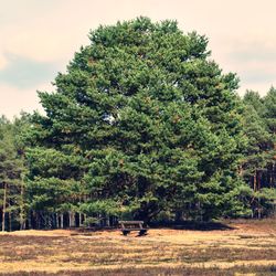 Trees on field against sky