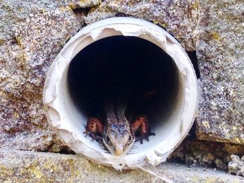 Close-up of bird on rock