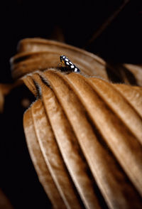 Close-up of insect on wood