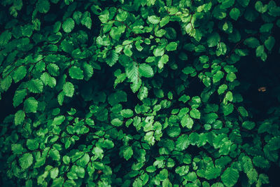 Full frame shot of fresh green leaves