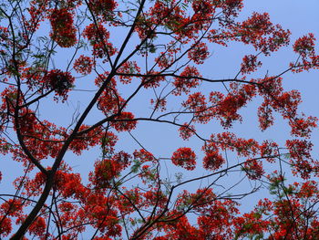 Low angle view of trees against sky