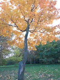 Trees on landscape during autumn