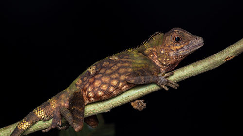 Close-up of lizard on black background