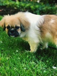 Portrait of dog lying on grass