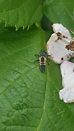 Close-up of insect on leaf