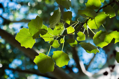 Low angle view of leaves on tree