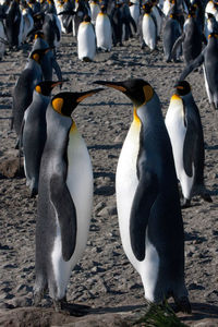 View of birds on beach