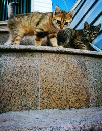 Portrait of kittens on steps