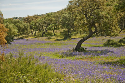 Scenic view of flowering trees on field against sky