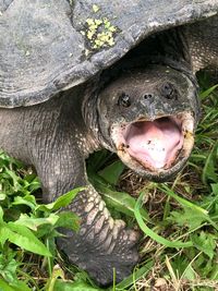 Close-up portrait of a lizard