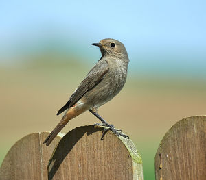 Close-up of bird perching on wooden post