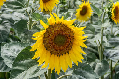 sunflower