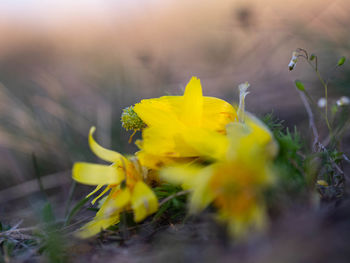 Close-up of yellow flowering plant on field