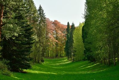 Trees growing in forest