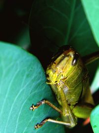 Close-up of insect on leaf