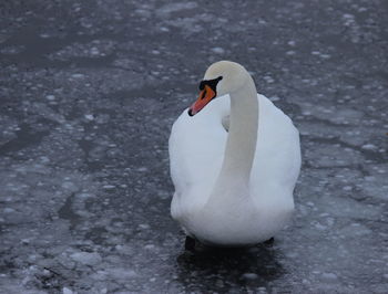 Close-up of swan in lake