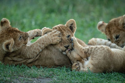 Lion cubs on field