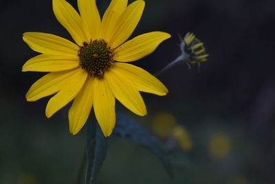 Close-up of yellow flowering plant