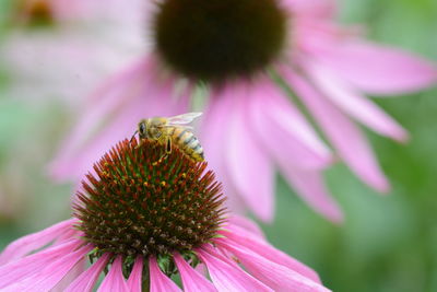 Close-up of insect on flower