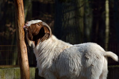 Close-up of dog standing on tree trunk