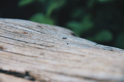 Close-up of insect on wood