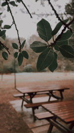 Close-up of leaves on table