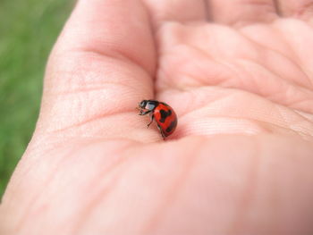 Close-up of ladybug on finger