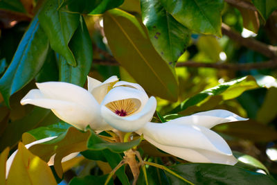 Close-up of flower blooming outdoors