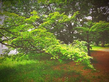 Plants and trees in forest