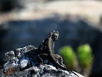 Black mountain lizard on table mountain, cape town 