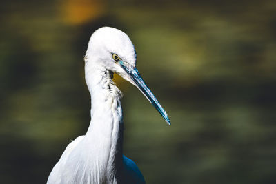 Close-up of a bird