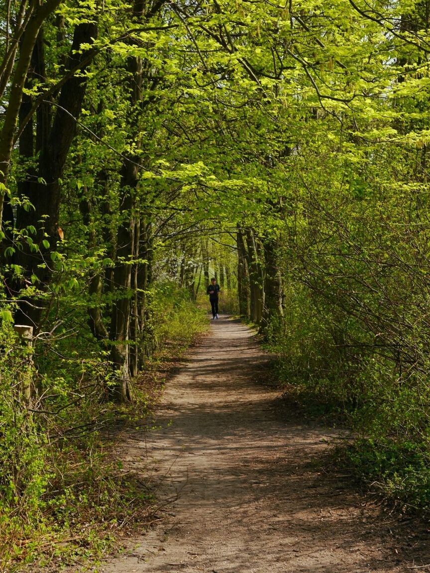 the way forward, tree, diminishing perspective, tranquility, vanishing point, growth, forest, tranquil scene, green color, nature, dirt road, footpath, pathway, narrow, beauty in nature, branch, walkway, scenics, lush foliage, plant