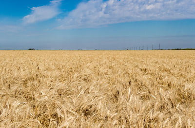 Scenic view of wheat field against sky