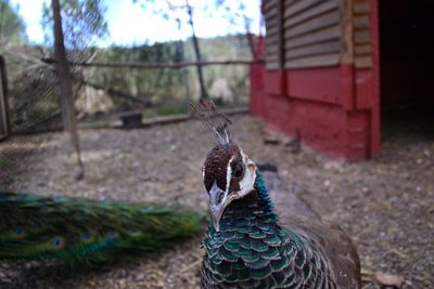 Close-up of peacock