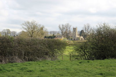 Trees on field against sky