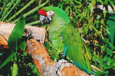 Close-up of parrot perching on tree