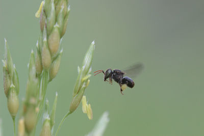 Close-up of insect on plant