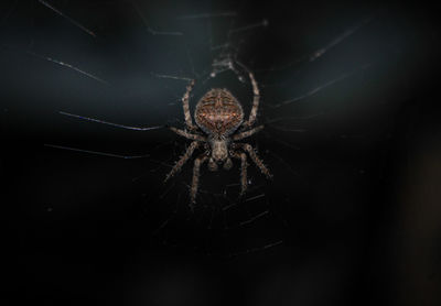 Close-up of spider