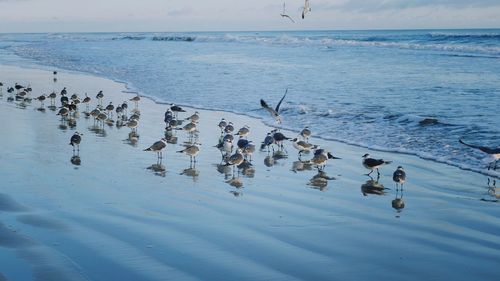 Birds swimming in lake against sky