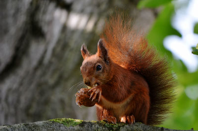 Close-up of squirrel eating food