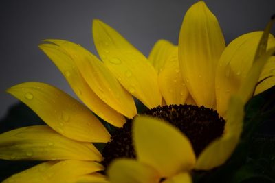 Close-up of yellow flower