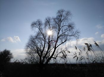 Bare trees against sky